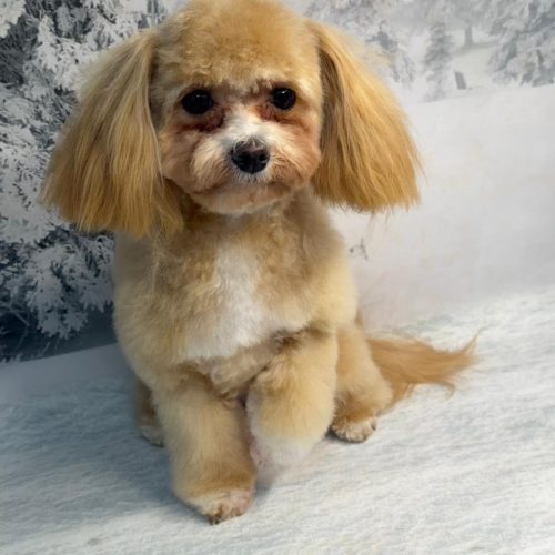 WhatsApp Image 2026-02-27 at 23.58.54 (1)