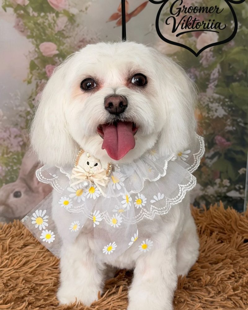 WhatsApp Image 2026-04-08 at 17.05.05