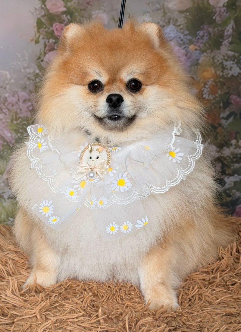 WhatsApp Image 2026-04-10 at 17.37.19 (1)