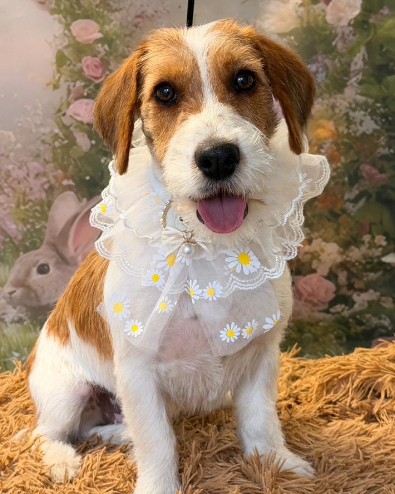 WhatsApp Image 2026-04-10 at 17.37.19