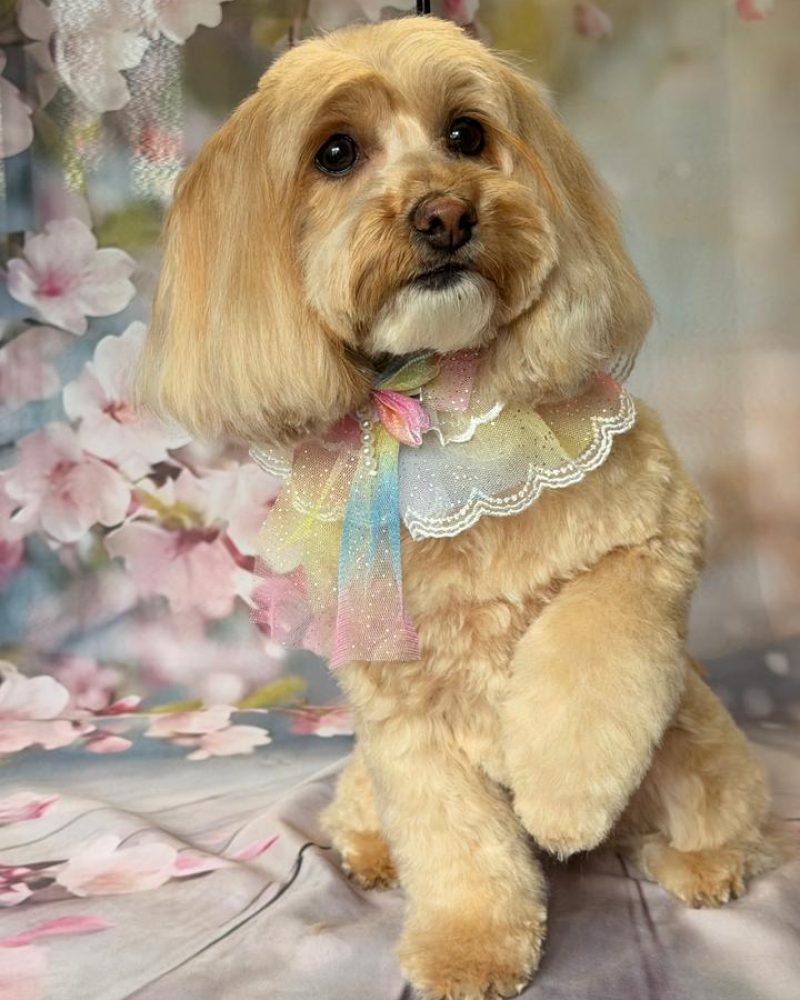 WhatsApp Image 2026-04-10 at 20.49.43